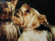Photo de Gipsy, yorkshire dont le portrait fut dssin au crayon.